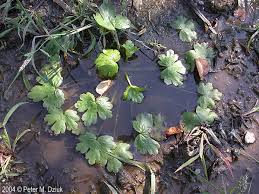 Attēlu rezultāti vaicājumam “Ranunculus sceleratus”