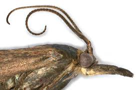 Attēlu rezultāti vaicājumam “Hypochalcia ahenella”