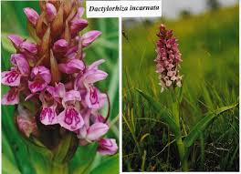 Attēlu rezultāti vaicājumam “Dactylorhiza incarnata flower”