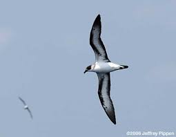 Image result for Pterodroma hasitata