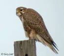 Prairie Falcon - Falco mexicanus