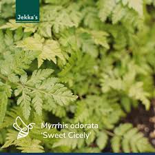 Image result for Myrrhis odorata