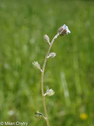 Attēlu rezultāti vaicājumam “Myosotis ramosissima flower”