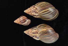 Attēlu rezultāti vaicājumam “Licea pusilla macro”