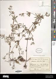 Attēlu rezultāti vaicājumam “Galium schultesii”