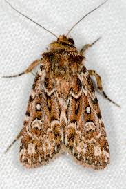 Attēlu rezultāti vaicājumam “Lycophotia porphyrea”