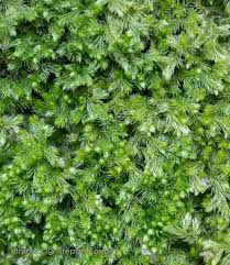 Attēlu rezultāti vaicājumam “Blepharostoma trichophyllum”