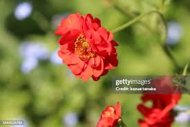 Attēlu rezultāti vaicājumam “Geum urbanum flower”