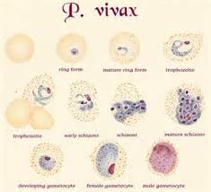 Attēlu rezultāti vaicājumam “Enteridium variabile plasmodium”