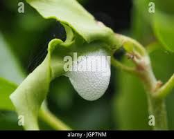 Attēlu rezultāti vaicājumam “Philaenus spumarius nymph”