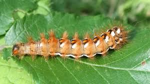 Attēlu rezultāti vaicājumam “Acronicta rumicis larva”