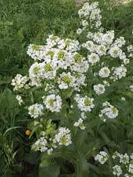 Attēlu rezultāti vaicājumam “Armoracia rusticana bud”