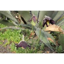 Attēlu rezultāti vaicājumam “Pulsatilla pratensis leaf”