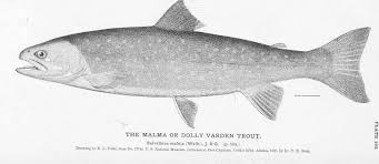 Image result for Salvelinus malma