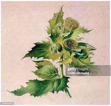 Attēlu rezultāti vaicājumam “Cirsium oleraceum leaf”