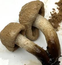 Attēlu rezultāti vaicājumam “Asterophora lycoperdoides”