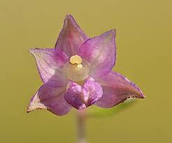 Attēlu rezultāti vaicājumam “Epipactis atrorubens flower”