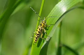 Attēlu rezultāti vaicājumam “Saperda scalaris”