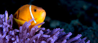 Image result for Anemonenarten