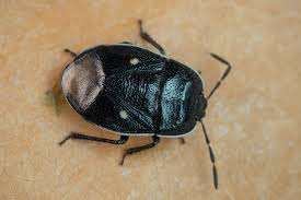 Attēlu rezultāti vaicājumam “Adomerus biguttatus”