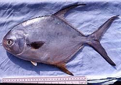 Image result for Trachinotus carolinus