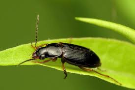 Attēlu rezultāti vaicājumam “Carabidae”
