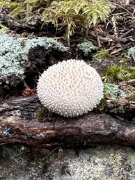 Attēlu rezultāti vaicājumam “Lycoperdon echinatum”