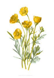 Attēlu rezultāti vaicājumam “Ranunculus bulbosus”