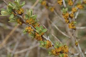 Attēlu rezultāti vaicājumam “Hippophae rhamnoides male flower”