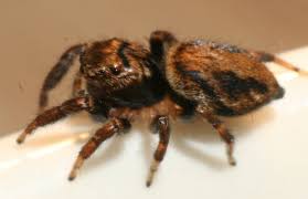 Attēlu rezultāti vaicājumam “Evarcha falcata female”