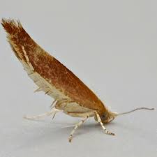 Attēlu rezultāti vaicājumam “Argyresthia albistria”