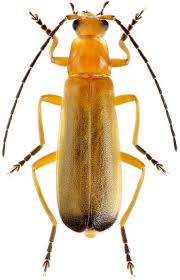 Attēlu rezultāti vaicājumam “Rhagonycha fulva”