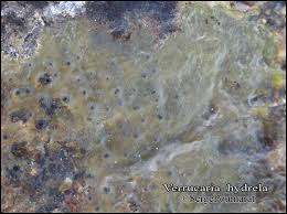 Attēlu rezultāti vaicājumam “Verrucaria hydrela”