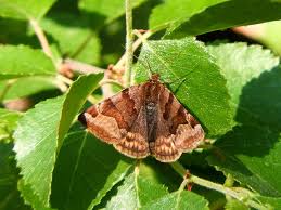 Attēlu rezultāti vaicājumam “Euclidia glyphica”