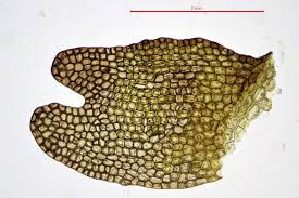 Attēlu rezultāti vaicājumam “Cladopodiella francisci”