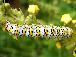 Attēlu rezultāti vaicājumam “Cucullia verbasci larva”