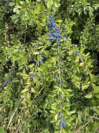 Attēlu rezultāti vaicājumam “Prunus spinosa leaf”