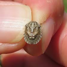 Attēlu rezultāti vaicājumam “Eurygaster testudinaria imago”