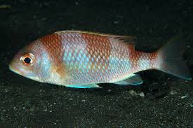 Image result for Dermatolepis inermis