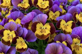 Image result for Hornveilchen