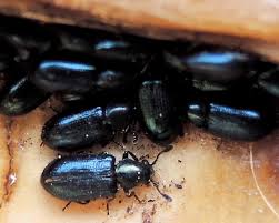 Attēlu rezultāti vaicājumam “Necrobia violacea”