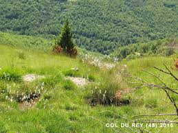 Attēlu rezultāti vaicājumam “Eriophorum latifolium fruit”
