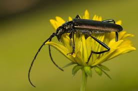 Attēlu rezultāti vaicājumam “Aromia moschata”