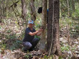 Image result for BERKSHIRE TIGERS THAI