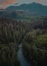 Image result for лес,