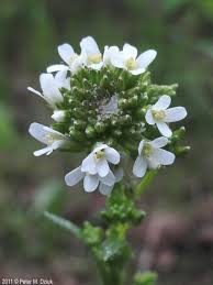 Attēlu rezultāti vaicājumam “Arabis hirsuta flower”