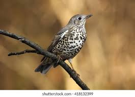 Attēlu rezultāti vaicājumam “Turdus viscivorus”