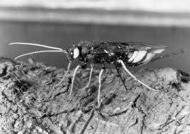 Attēlu rezultāti vaicājumam “Ophiostoma polyporicola”