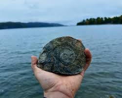 Attēlu rezultāti vaicājumam “Campylophyllum calcareum sporophyte”