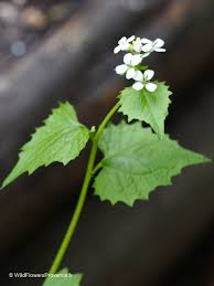 Attēlu rezultāti vaicājumam “Alliaria petiolata flower”